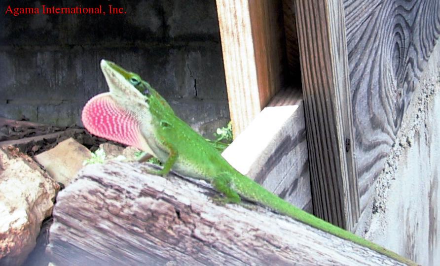 Anolis