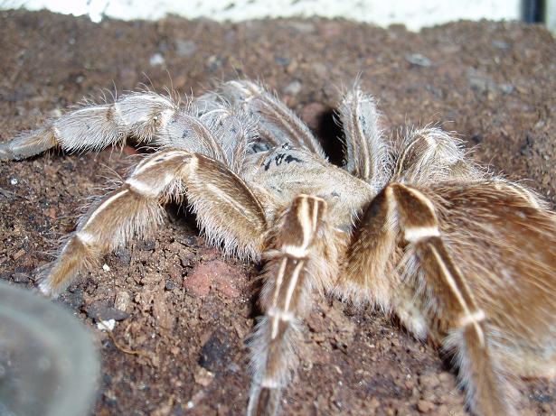 aphonopelma seemani.JPG