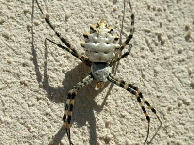 Argiope-Lobata.jpg