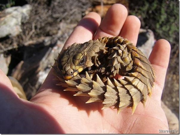 armadillo-gridled-lizard.jpg