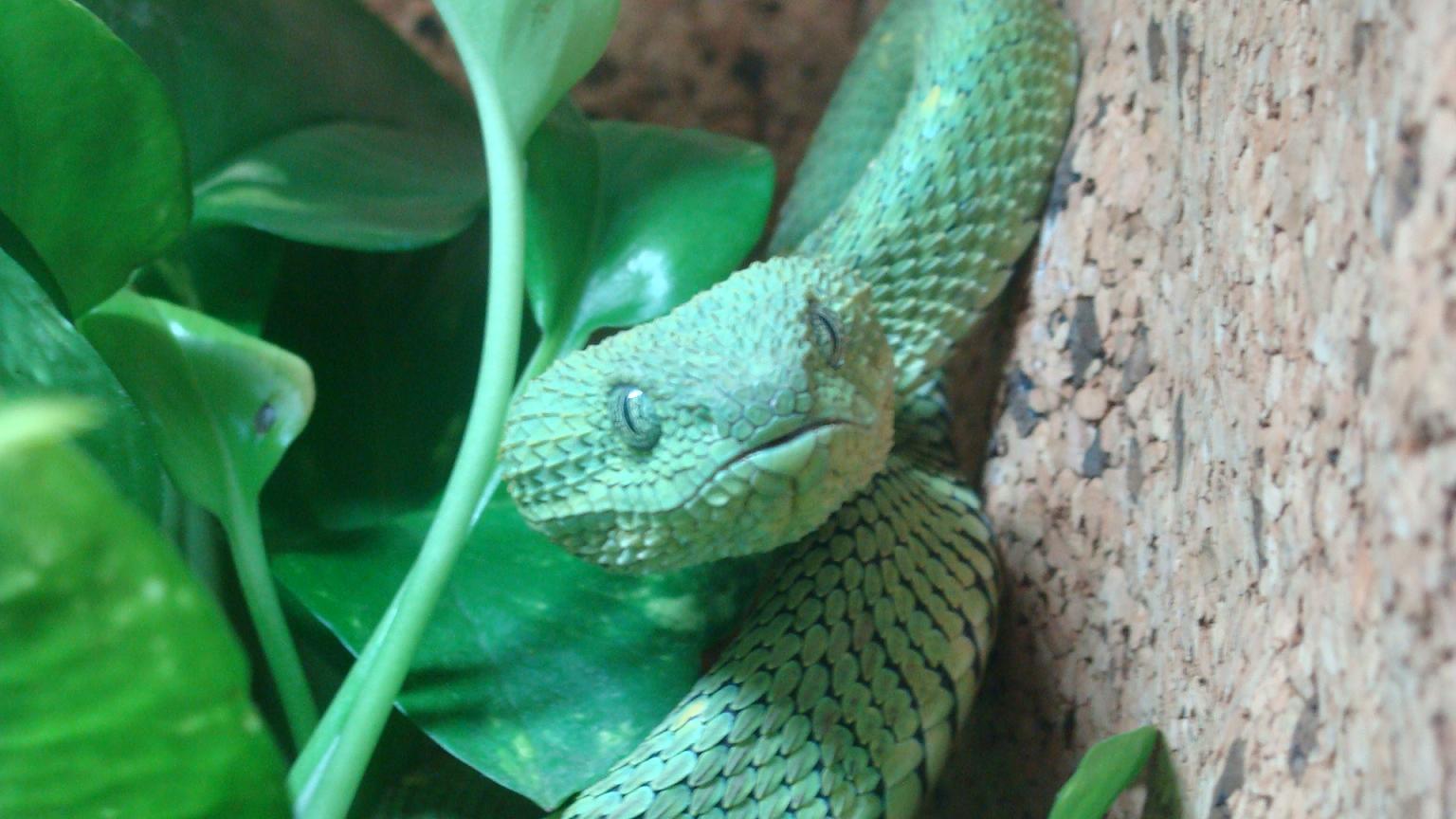 atheris reducida.jpg