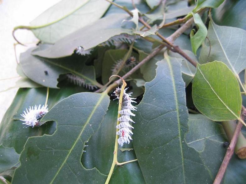 attacus atlas.JPG