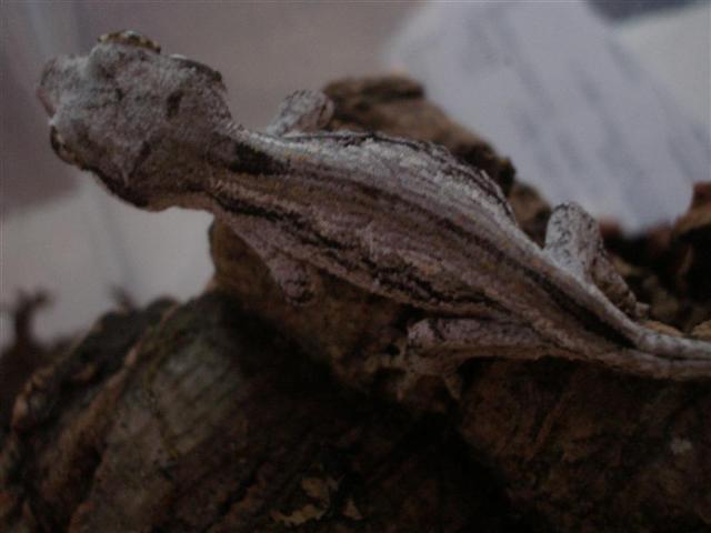 AURICULATUS 003 (Large) (Small).jpg