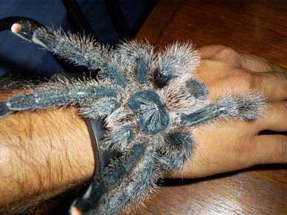 AVICULARIA METALICA.jpg