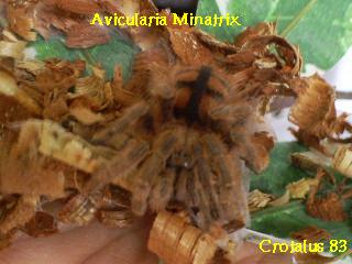 Avicularia minatrix.JPG