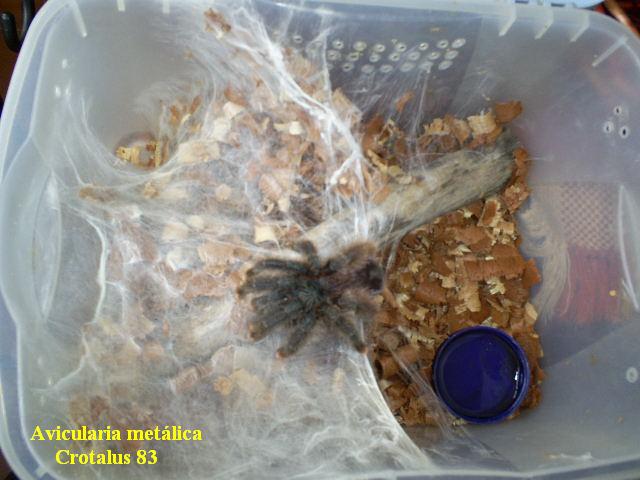 Avicularia Sr. Hurtado. 001.jpg