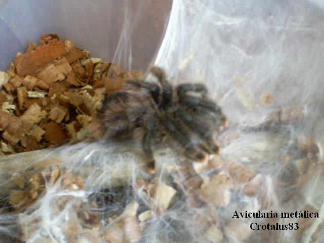 Avicularia Sr. Hurtado. 006.jpg