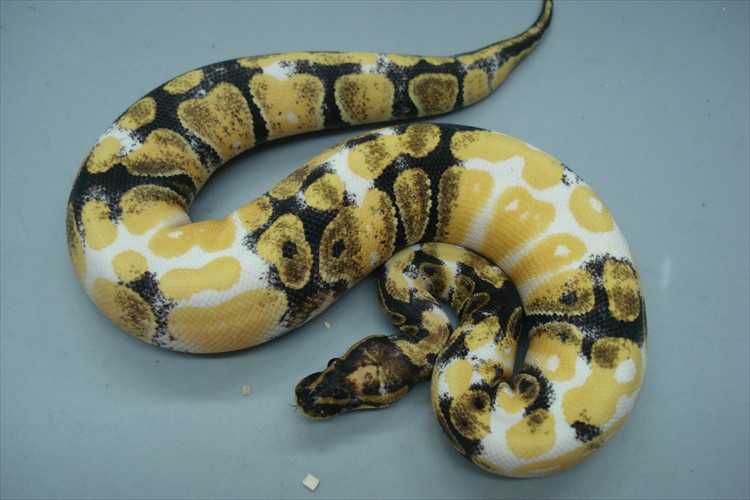 BallPythonMorph.jpg