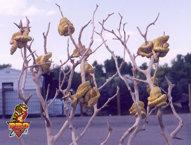 biak_chondro_babies_manzanita.jpg