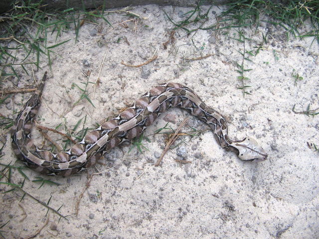 Bitis gabonica rhinoceros.jpg