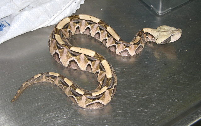 Bitis gabonica rhinoceros1.jpg