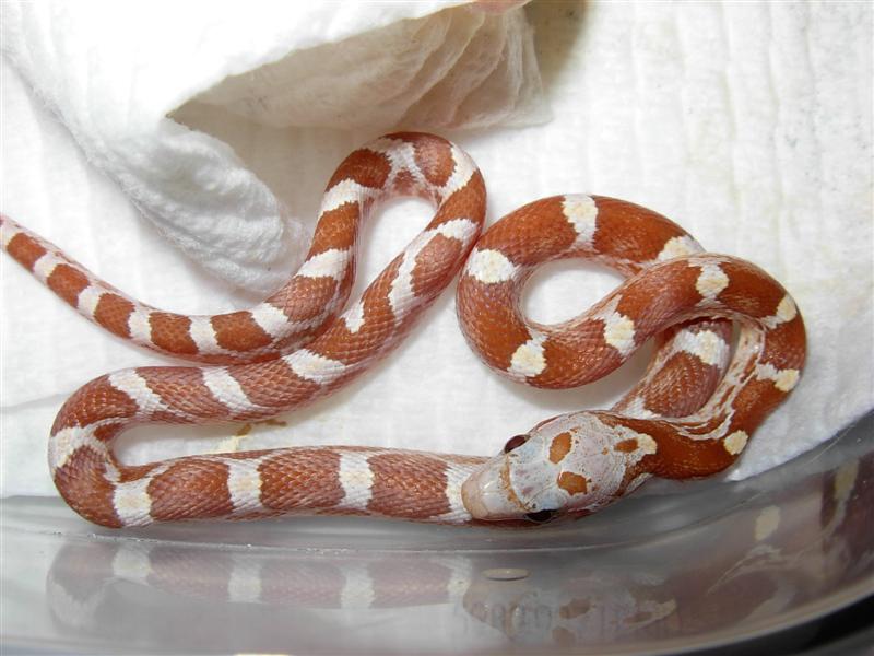 blood red ambar baby.jpg