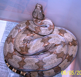 Boa constrictor amarali.jpg