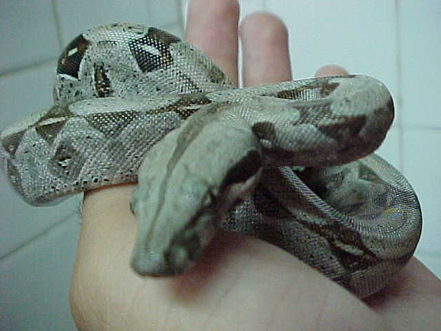 boa constrictor bebe 2.JPG