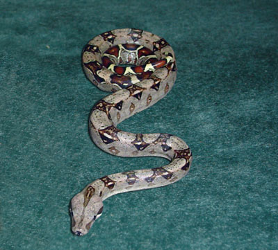 boa-constrictor.jpg