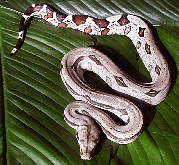 boaconstrictoPERU.jpg