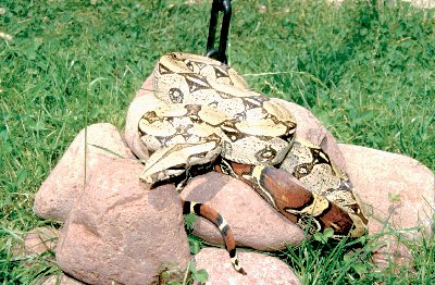 boaconstrictorconstSURIM.jpg