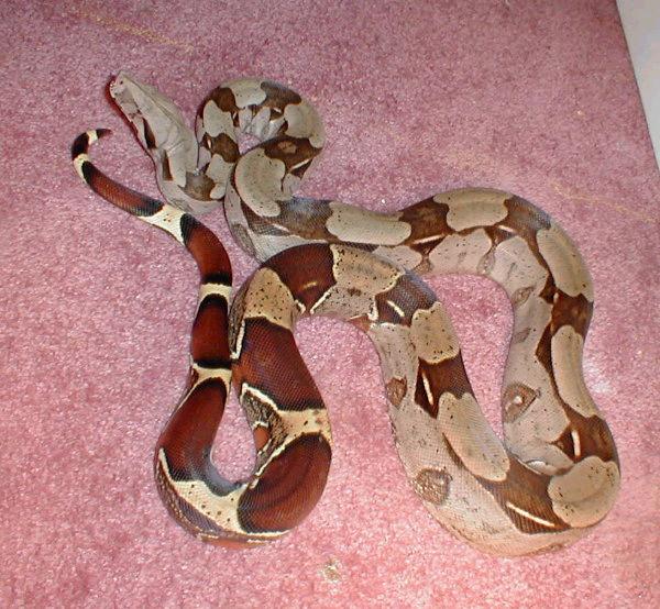 boaconstrictorGUYANA.jpg