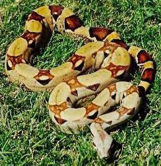 boaconstrictorimperator13.jpg