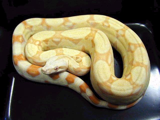 boaconstrictorimperator14.jpg