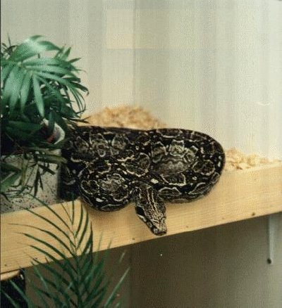 boaconstrictoroccidentalis2.jpg