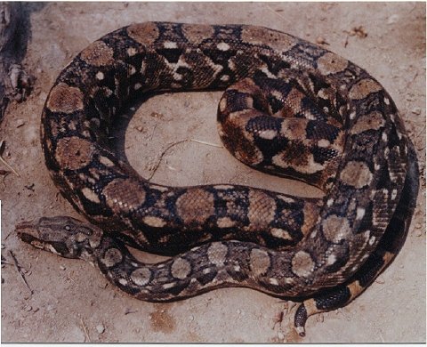 boaconstrictorortonii19cascas.jpg