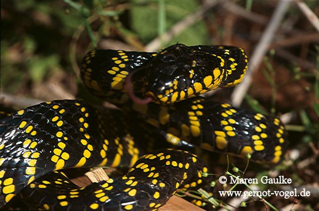 Boiga dendrophila levitoni.jpg