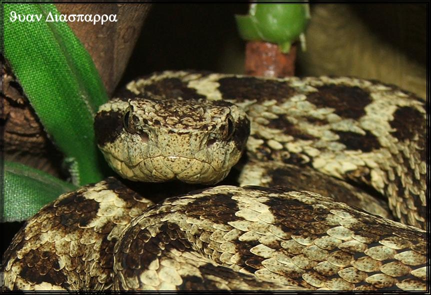 Bothriopsis medusa, C. de la Costa, Venezuela, Juan Diasparra.JPG