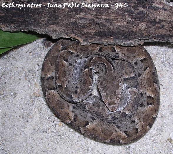 Bothrops atrox - Edo. Amazonas - Juan Pablo Diasparra - GHC.JPG