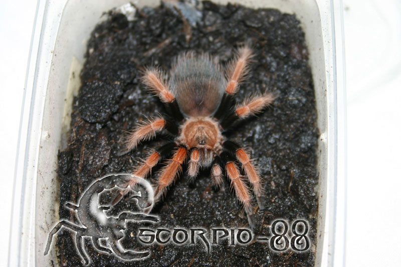 Brachypelma boechmei.JPG