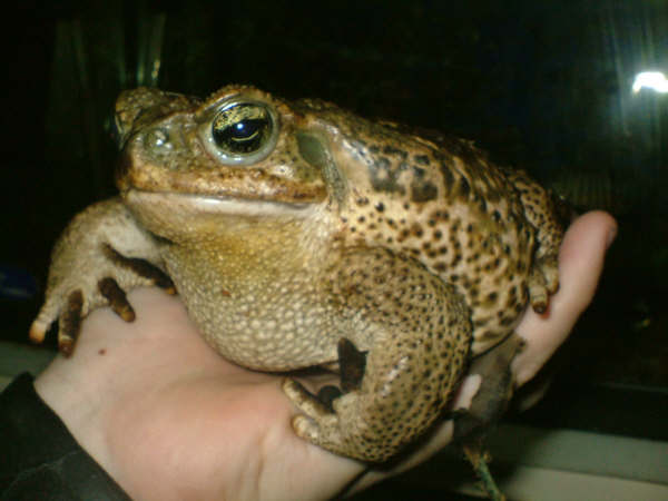 Bufo.jpg