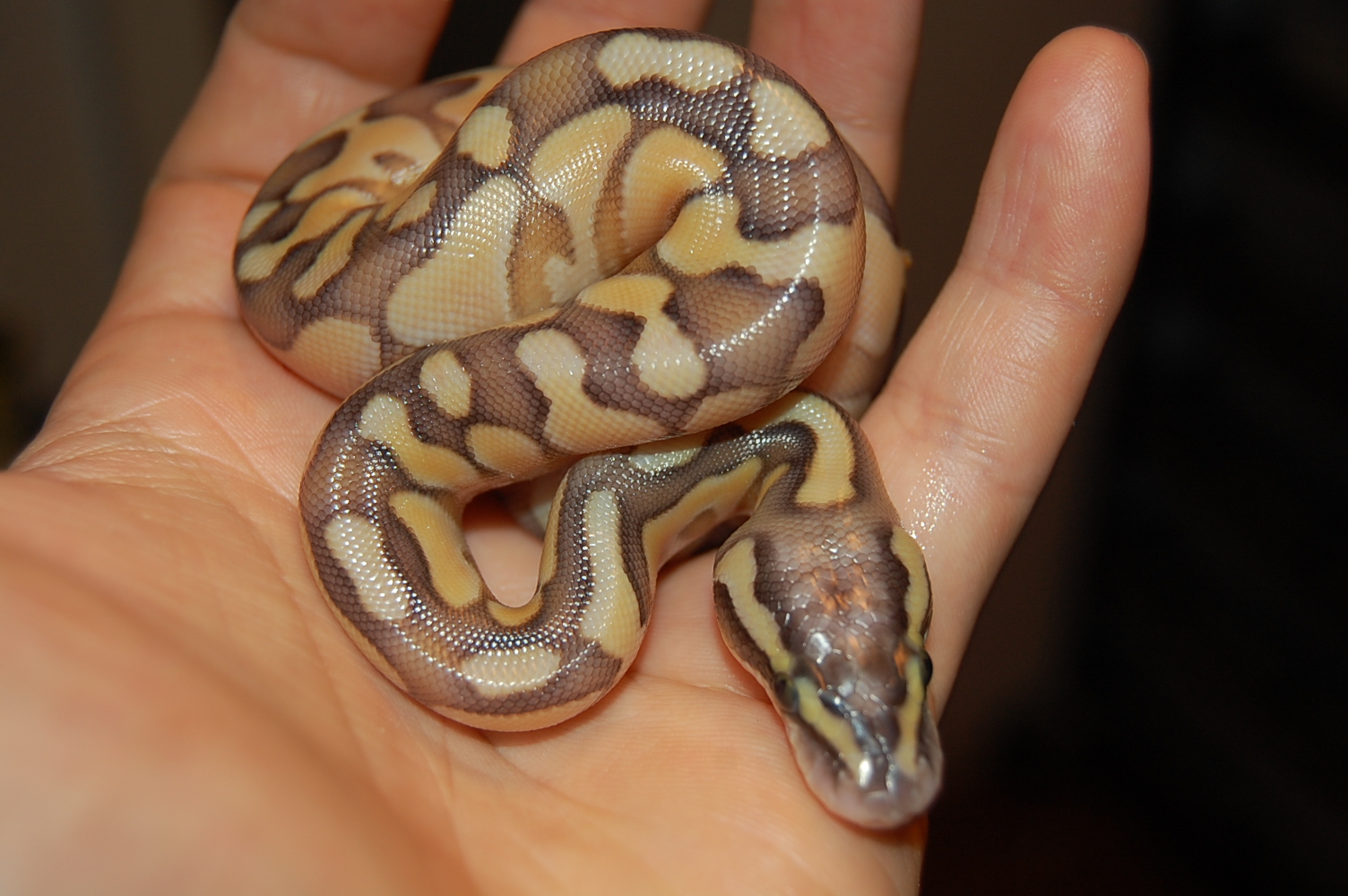 Butter enchi pastel (4).JPG