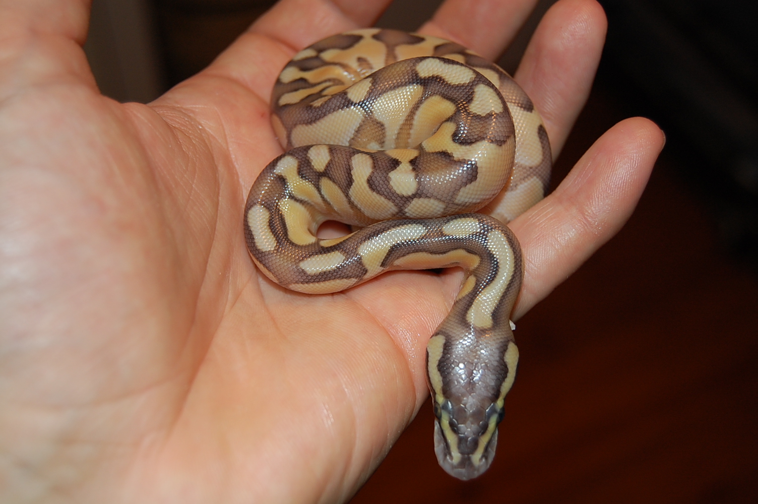 Butter enchi pastel.JPG