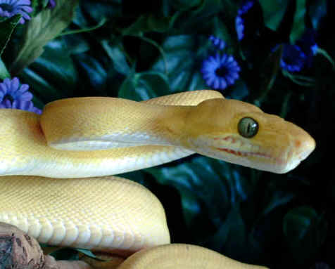 C. C albino.jpg