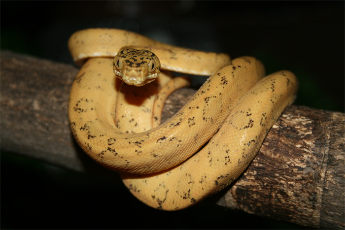 C.hortulanus.13.jpg