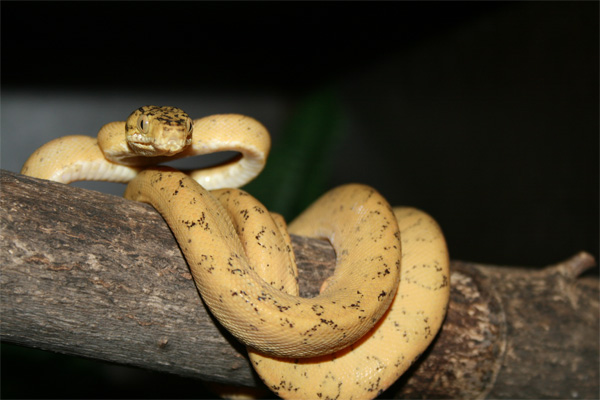 c.hortulanus-15.jpg