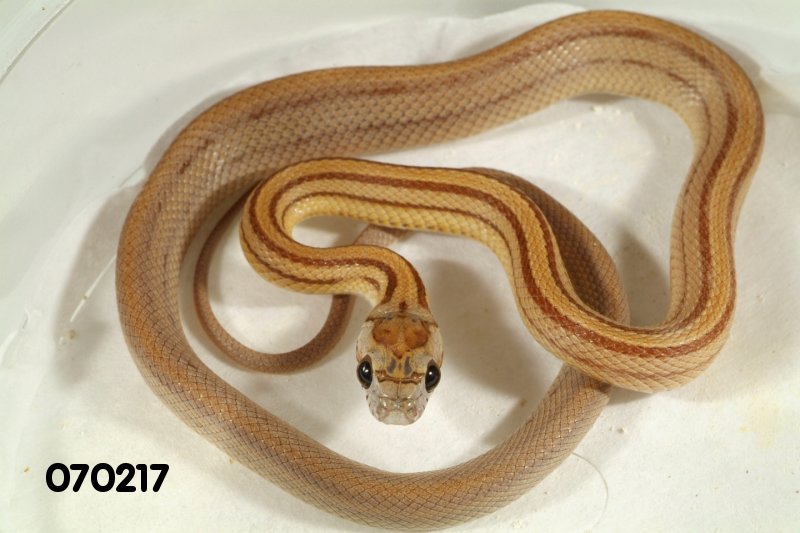 Caramel Stripe Corn Snake het Butter    070217m.jpg