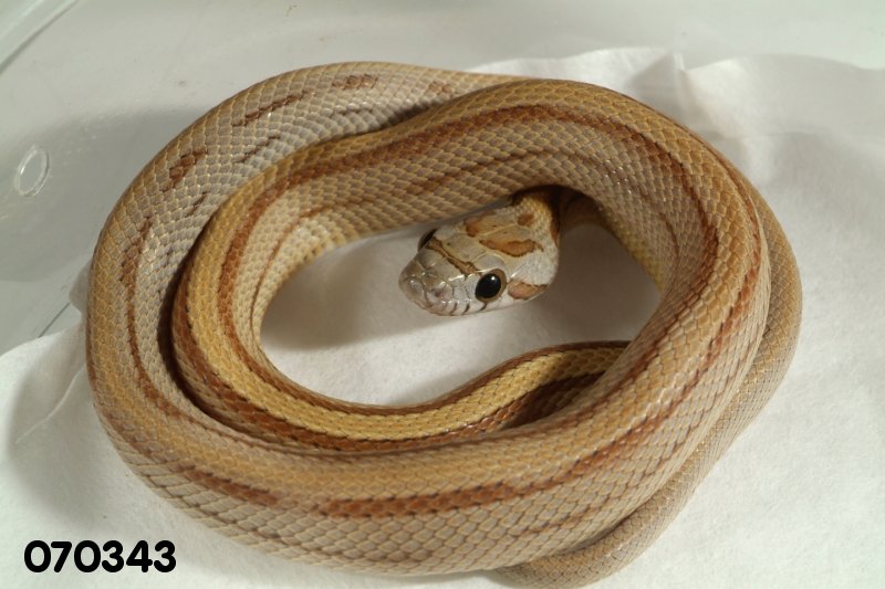 Caramel Stripe Corn Snake het Butter    070343m.jpg