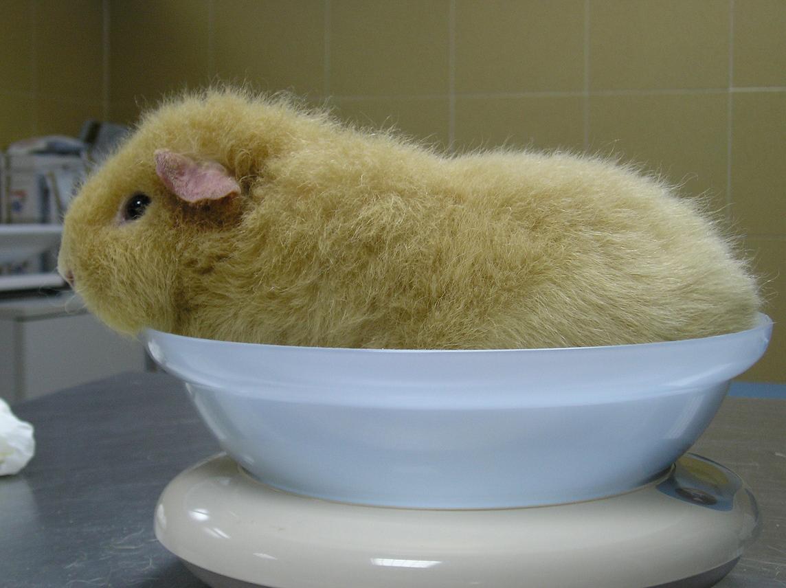 CAVIA rex.JPG