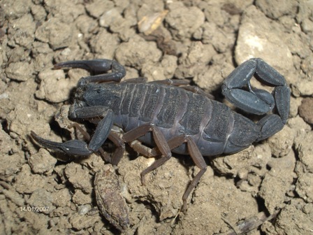 Centruroides1.jpg