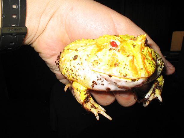 Ceratophrys albino 27.JPG