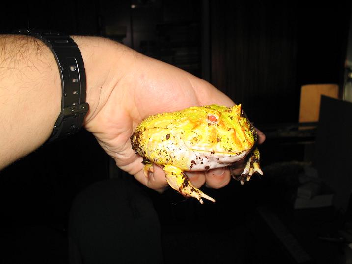 Ceratophrys albino 28.JPG