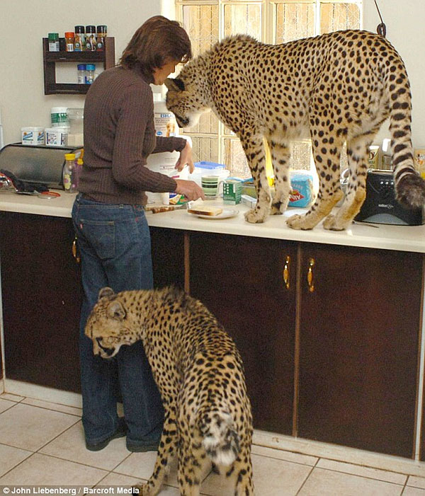 cheetah-pet.jpg