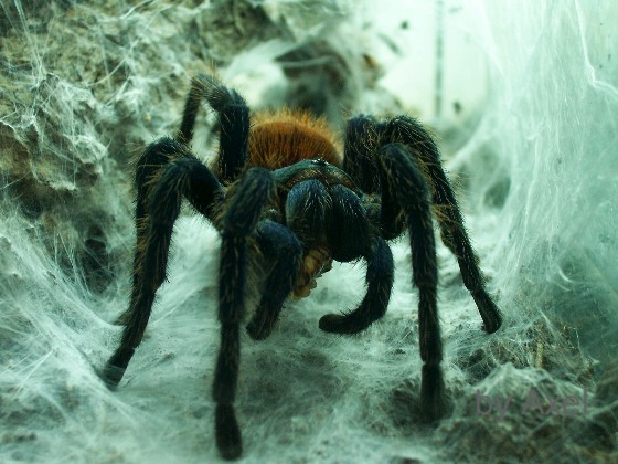 Chromatopelma.JPG