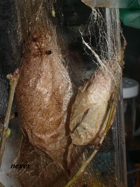 Cocoon Atlas y Lorquinni.JPG