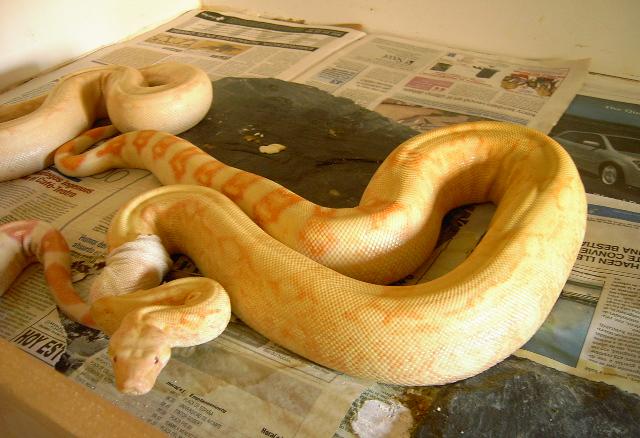 constrictor albina2.JPG