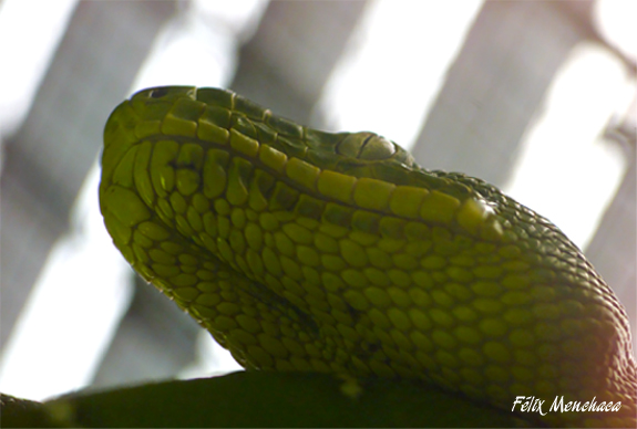 Corallus caninus 02.jpg