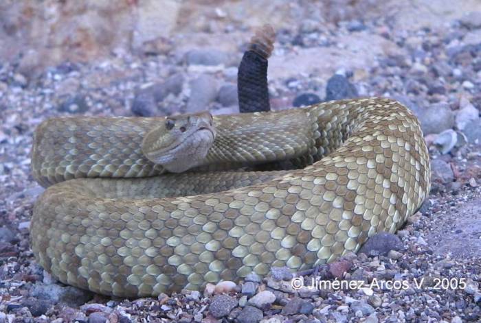 Crotalus estebanensis1.jpg