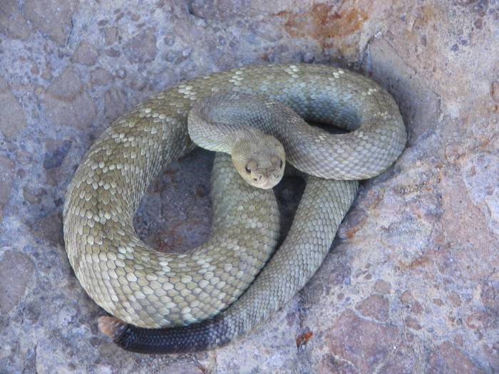 crotalus estebanensis2.jpg