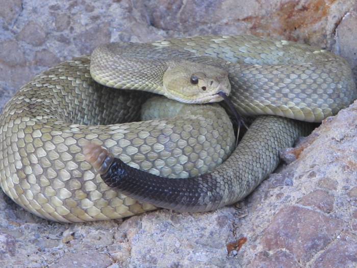 crotalus estebanensis3.jpg